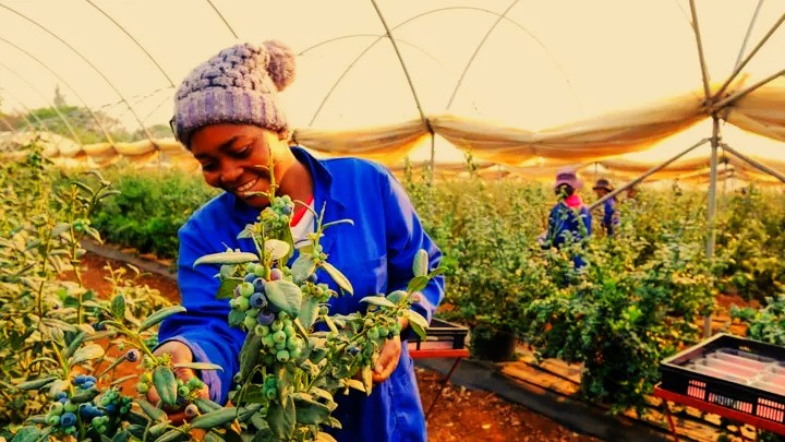 Zimbabwe’s blueberries earn global spotlight