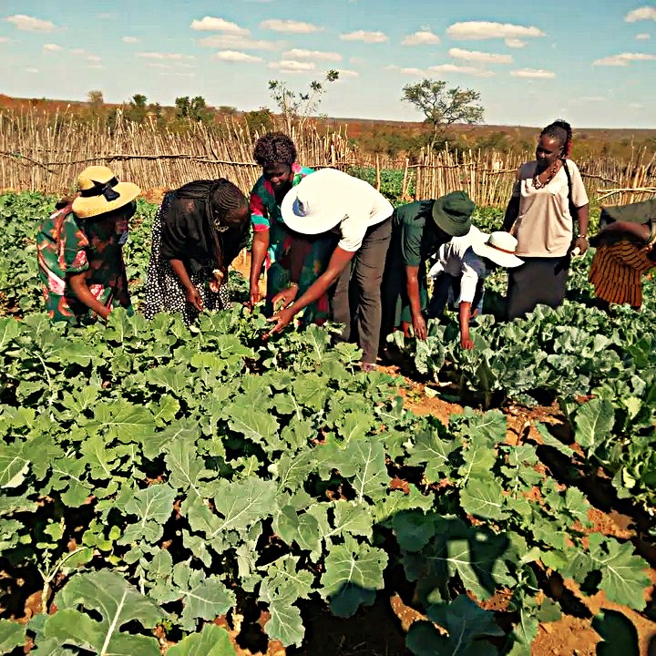 Vegetable Gardens Bring Hope to Sanyati Villagers