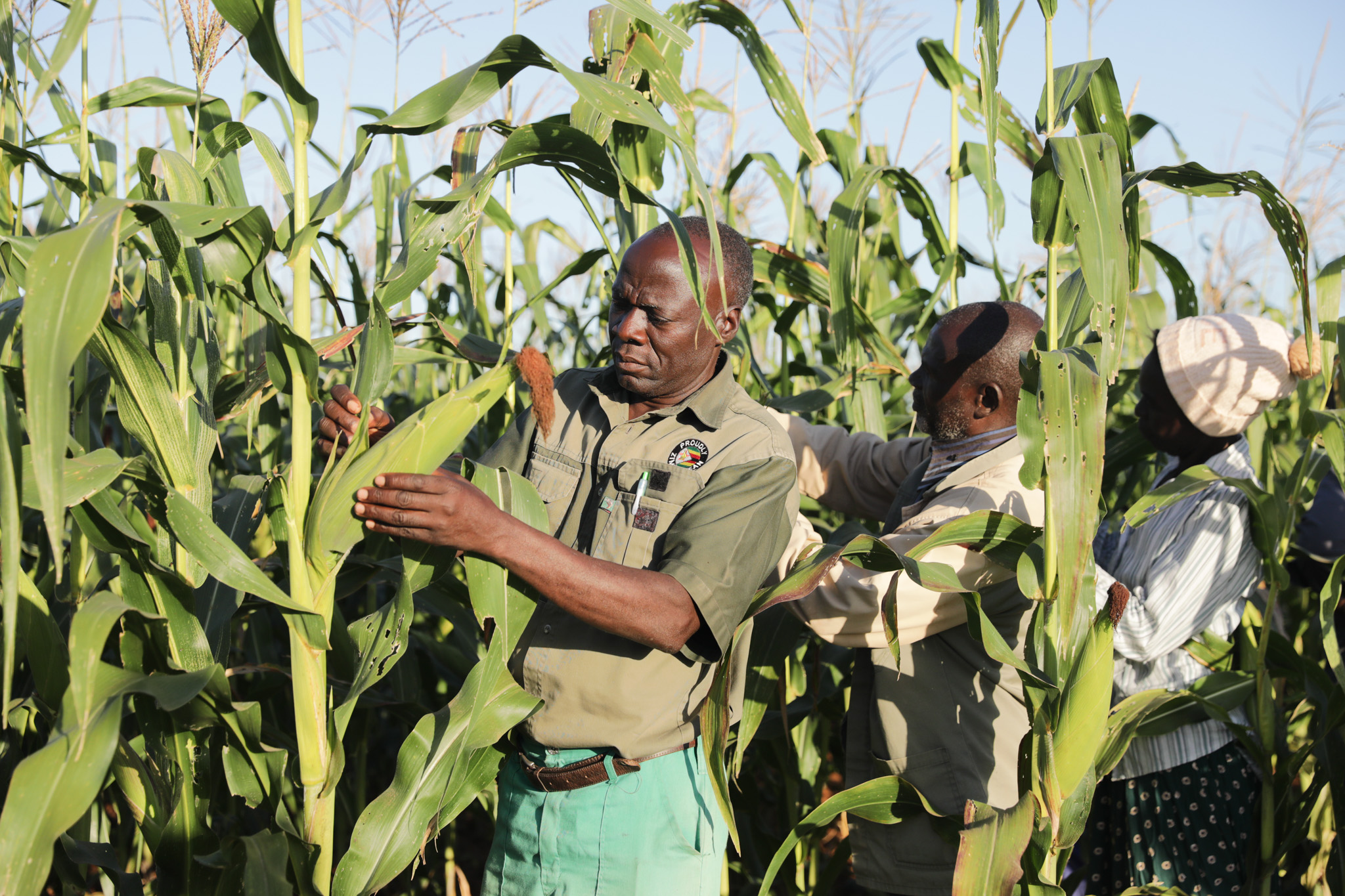 From bush to breadbasket