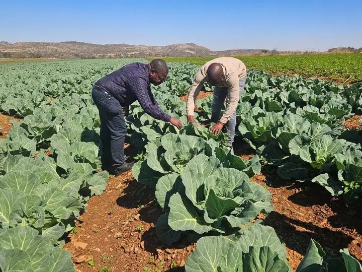Irrigation changes lives for Goromonzi farmers