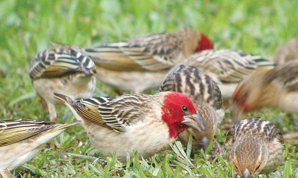 Govt battles birds to save wheat harvest